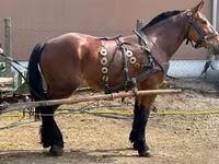 公马, Horses — 照片 1