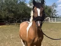 Caballo, Caballos — foto 3