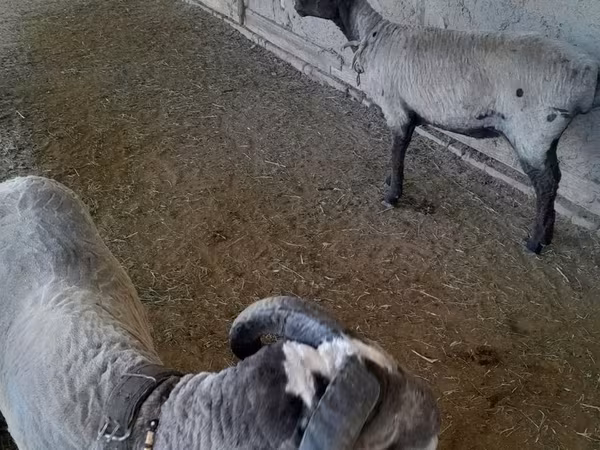 Sheep (batch, sex not specified), Merino sheep
