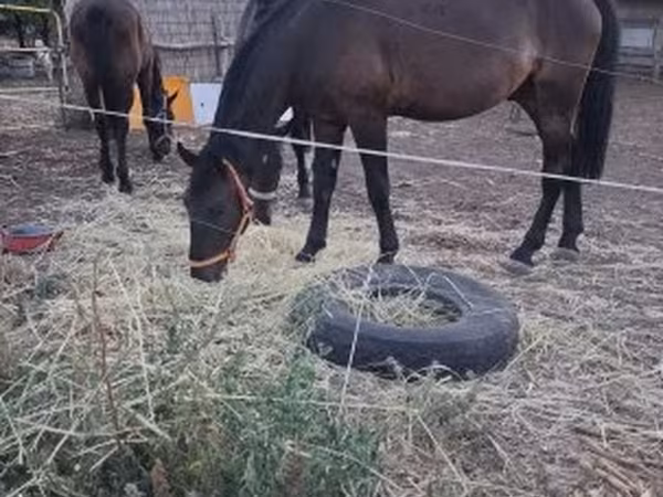 حصان, Nonius horse