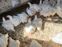 Chickens — الصورة 2
