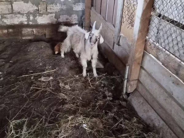 Cabro, Cabras