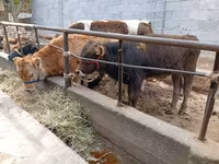 Byk, Swiss cattle — zdjęcie 1