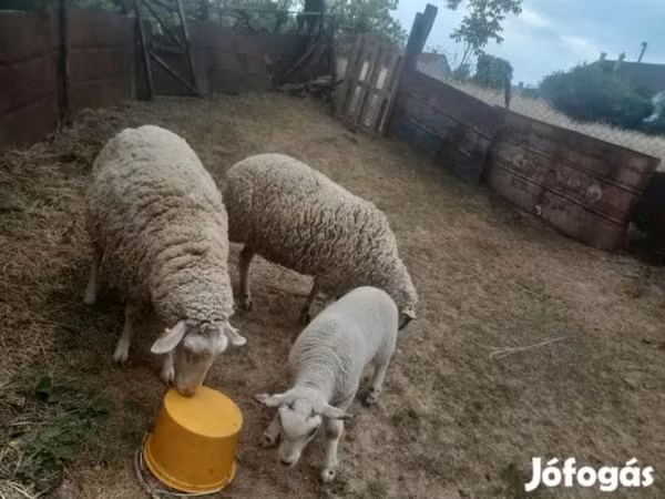 Kos, Russian meat merino sheep — Magyarország