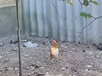 Chickens — foto 1