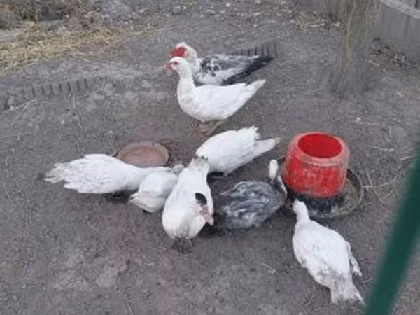 Ducks — Magyarország