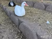 Ducks — 4. fotó
