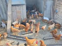 Chickens — Foto 3