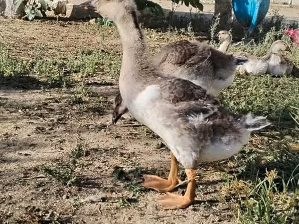 Geese