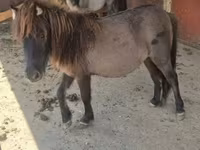 母马, Shetland Pony — 照片 7