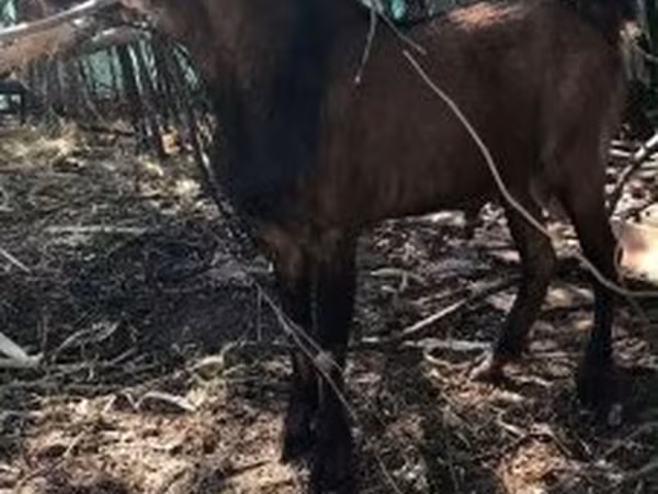 公山羊, Nubian Goat — 匈牙利