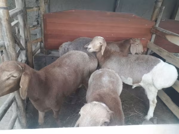 Beran, Ovce