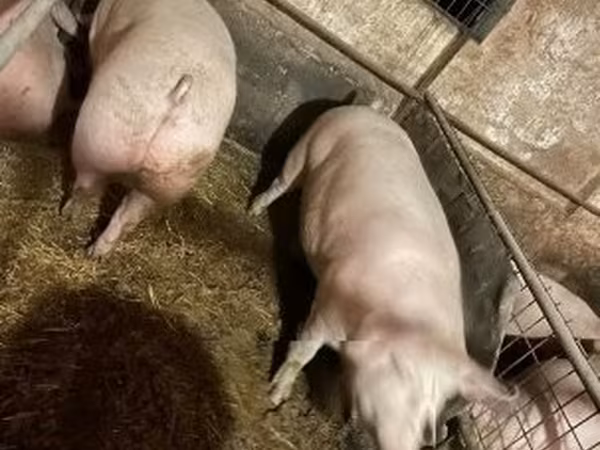 Pigs (batch, sex not specified),  — Hungary
