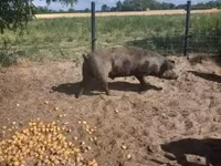 Pigs (batch, sex not specified), Дюрок — photo 7