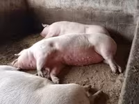 Säue, Schweine — Foto 2