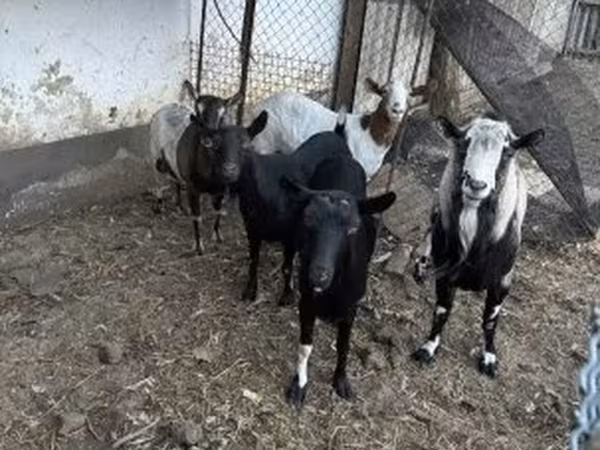 Козёл, Козлы — Венгрия