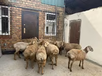 Baran, Rhon sheep — zdjęcie 2