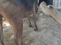 Vaca, Raza Alatau — foto 2