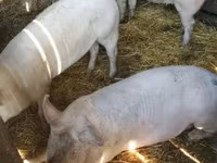 Pigs (batch, sex not specified), Крупная белая — photo 4