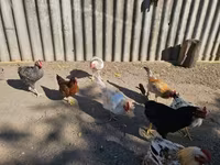 Chickens — 3-сурет