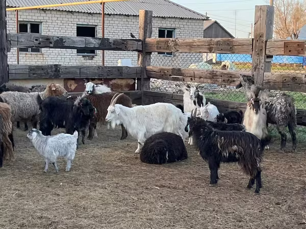 Goat, Goats