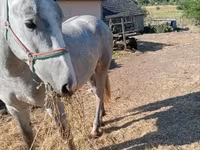 Hing, Lipizzaner — 3. fotó