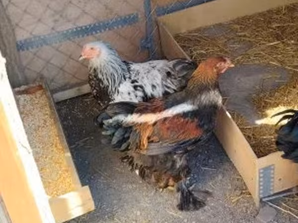 Brahma — Hungary