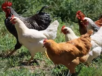 Chickens — foto 4