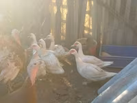 Ducks — photo 2
