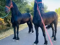 公马, Friesian — 照片 4