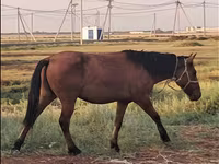 母马, Mugalzhar horse — 照片 4