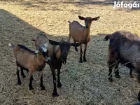 Billy Goat, Alpine goat — photo 3