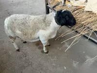 كبش, Dorper sheep — الصورة 1
