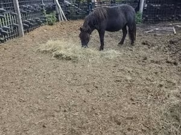 公马, Horses