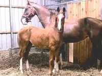 Айғыр, Dutch warmblood horse — 2-сурет