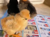 Chickens — foto 5