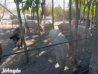 सूअर (लॉट, लिंग निर्दिष्ट नहीं), Мангалица — फ़ोटो 5