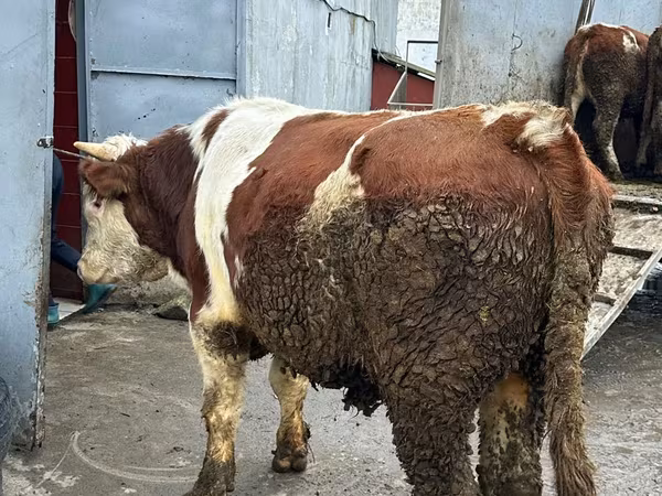Cow, Simmental cattle