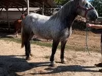 Yegua, Caballos — foto 1
