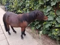 Hing, Shetland Pony — 5. fotó