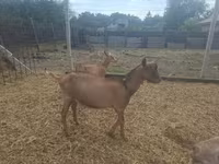 公山羊, Goats — 照片 5