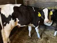 公牛, Holstein breed — 照片 3