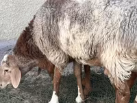 Baran, Rhon sheep — zdjęcie 2