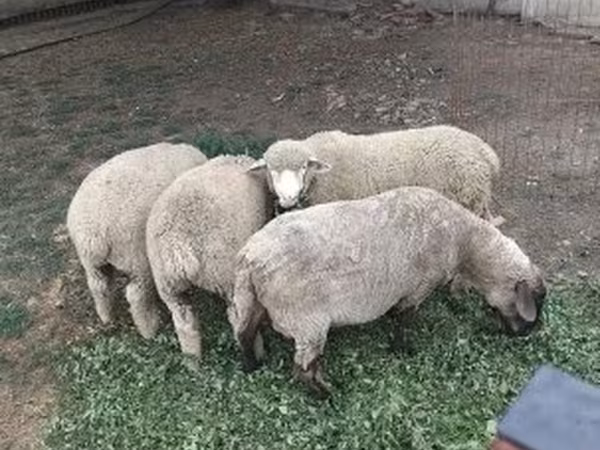 Oveja, Ovejas — Hungría