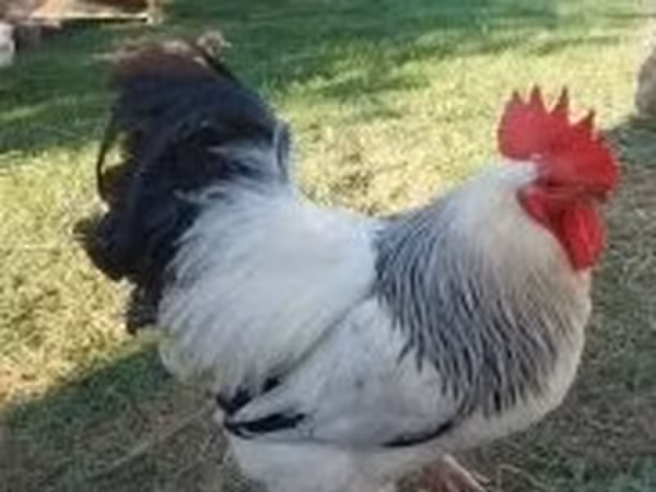 Суссекс