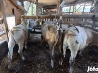 Toro, Raza Holstein — foto 1