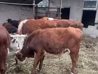 Cattle (batch, sex not specified), Cattle — photo 3