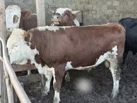 ثور, Simmental cattle — الصورة 5
