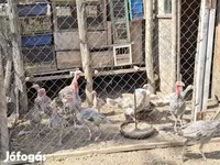 Turkeys — 照片 4