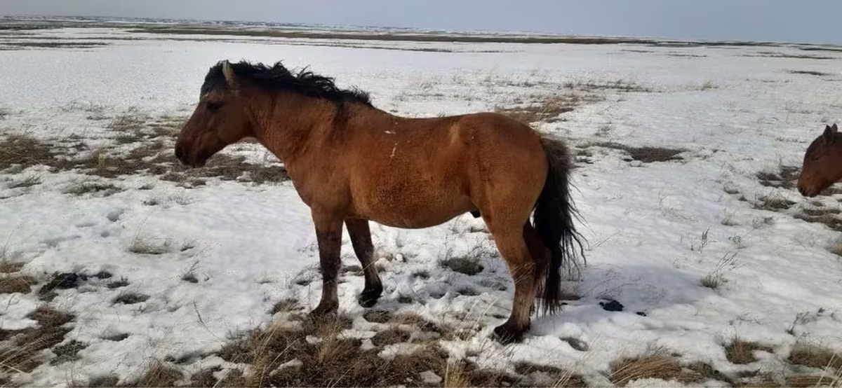 Yegua, Caballos